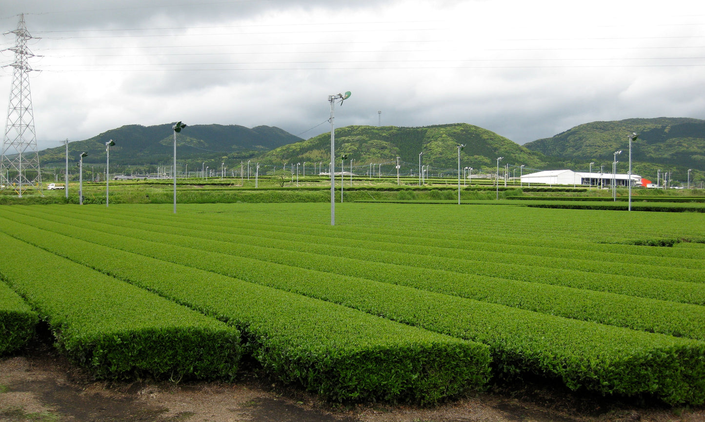 Bulk Kagoshima Ceremonial Grade Matcha | Canada Wholesale Premium Matcha