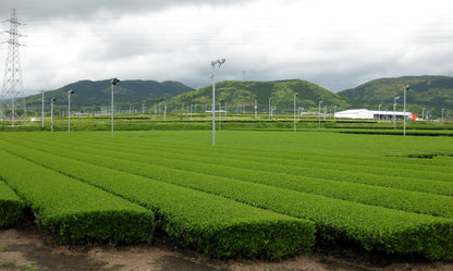 Bulk Kagoshima Ceremonial Grade Matcha | Canada Wholesale Premium Matcha